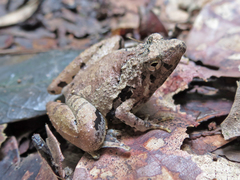 Microhyla berdmorei