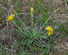Pseudopodospermum molle