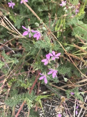 Erodium cicutarium