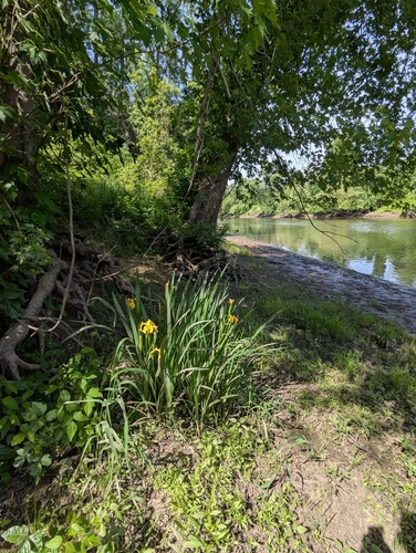 Yellow Iris