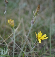 Pseudopodospermum molle
