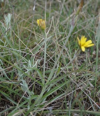 Pseudopodospermum molle