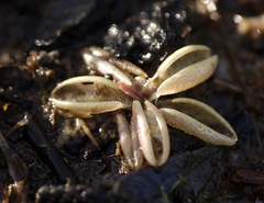 Pinguicula lusitanica