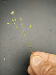 Sabulina tenuifolia