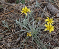 Pseudopodospermum molle