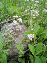 Chaetosciadium trichospermum