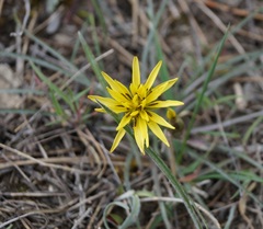 Pseudopodospermum molle