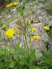 Crepis hierosolymitana