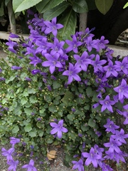 Campanula poscharskyana