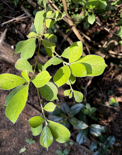 Terminalia phanerophlebia