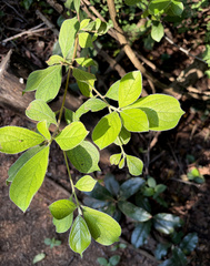 Terminalia phanerophlebia