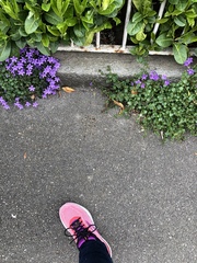 Campanula poscharskyana