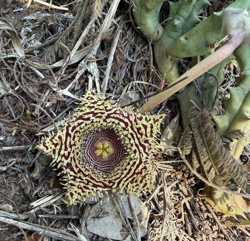 Ceropegia hystrix