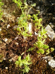 Lysimachia linum-stellatum