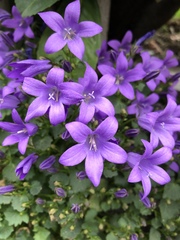 Campanula poscharskyana