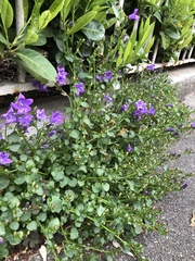 Campanula poscharskyana