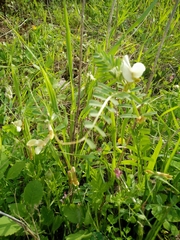 Vicia galeata