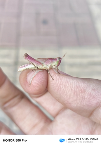Slender Green-winged Grasshopper