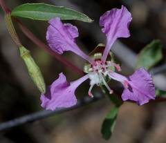 Clarkia tembloriensis