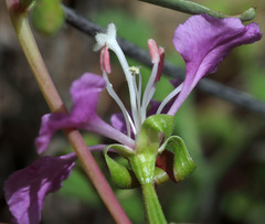 Clarkia tembloriensis