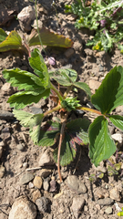 Fragaria × ananassa