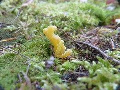 Clavaria argillacea