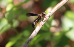 Isodontia exornata