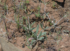 Eriogonum angulosum
