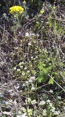 Valerianella echinata