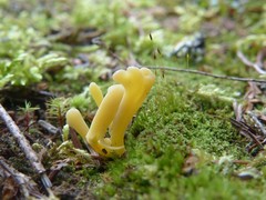 Clavaria argillacea
