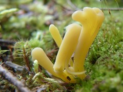 Clavaria argillacea