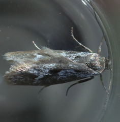 Ethmia scylla