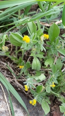 Anthyllis circinnata