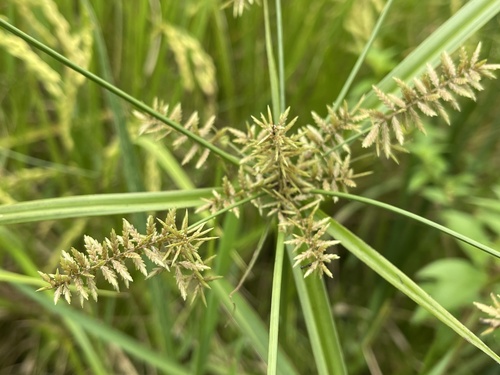 Cyperus pilosus observed 2026-06-14