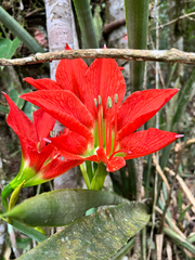 Hippeastrum aulicum, photograph (c) Guilherme Siniciato Terra Garbino, some rights reserved (CC BY)