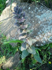 Ajuga orientalis