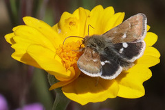 Heliothodes diminutiva