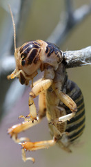 Ammopelmatus pictus
