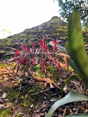 Billbergia vittata