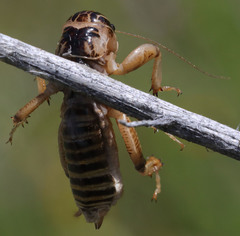 Ammopelmatus pictus