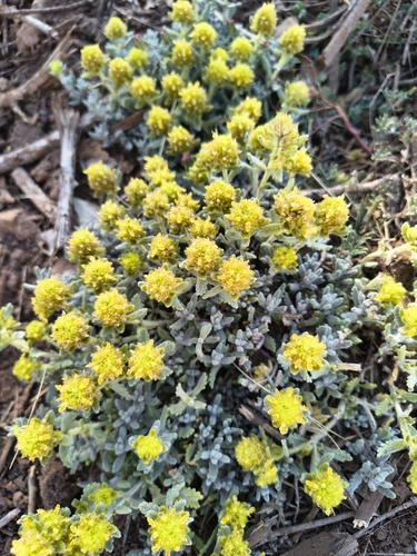 Teucrium aureum