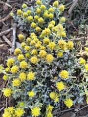 Teucrium aureum