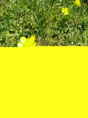 Ranunculus millefolius