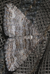 Perizoma custodiata
