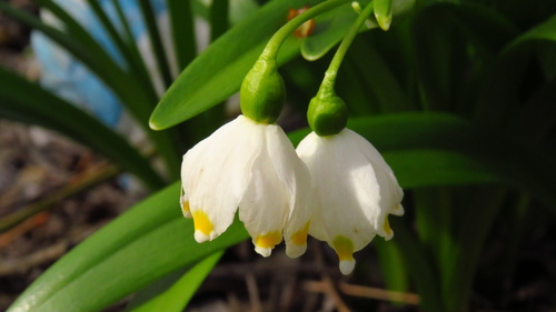 Leucojum vernum