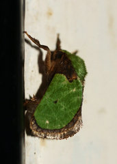Latoia vivida