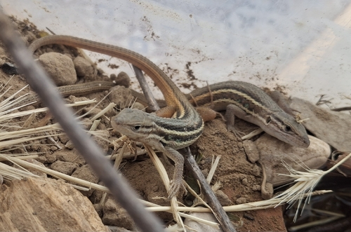 Large Psammodromus