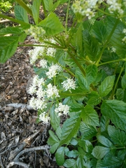 Lecokia cretica