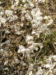 Prunus ursina