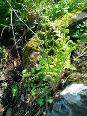 Dryopteris pallida